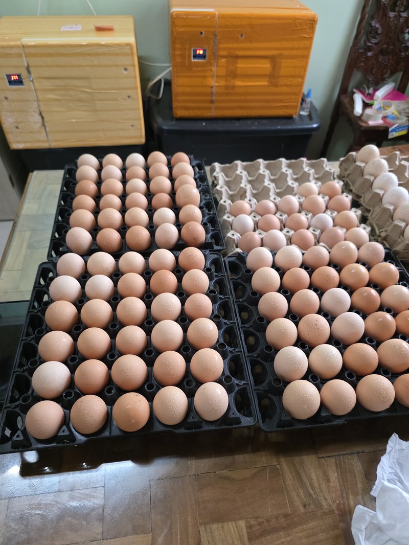 Healthy chicks at AAA farm
