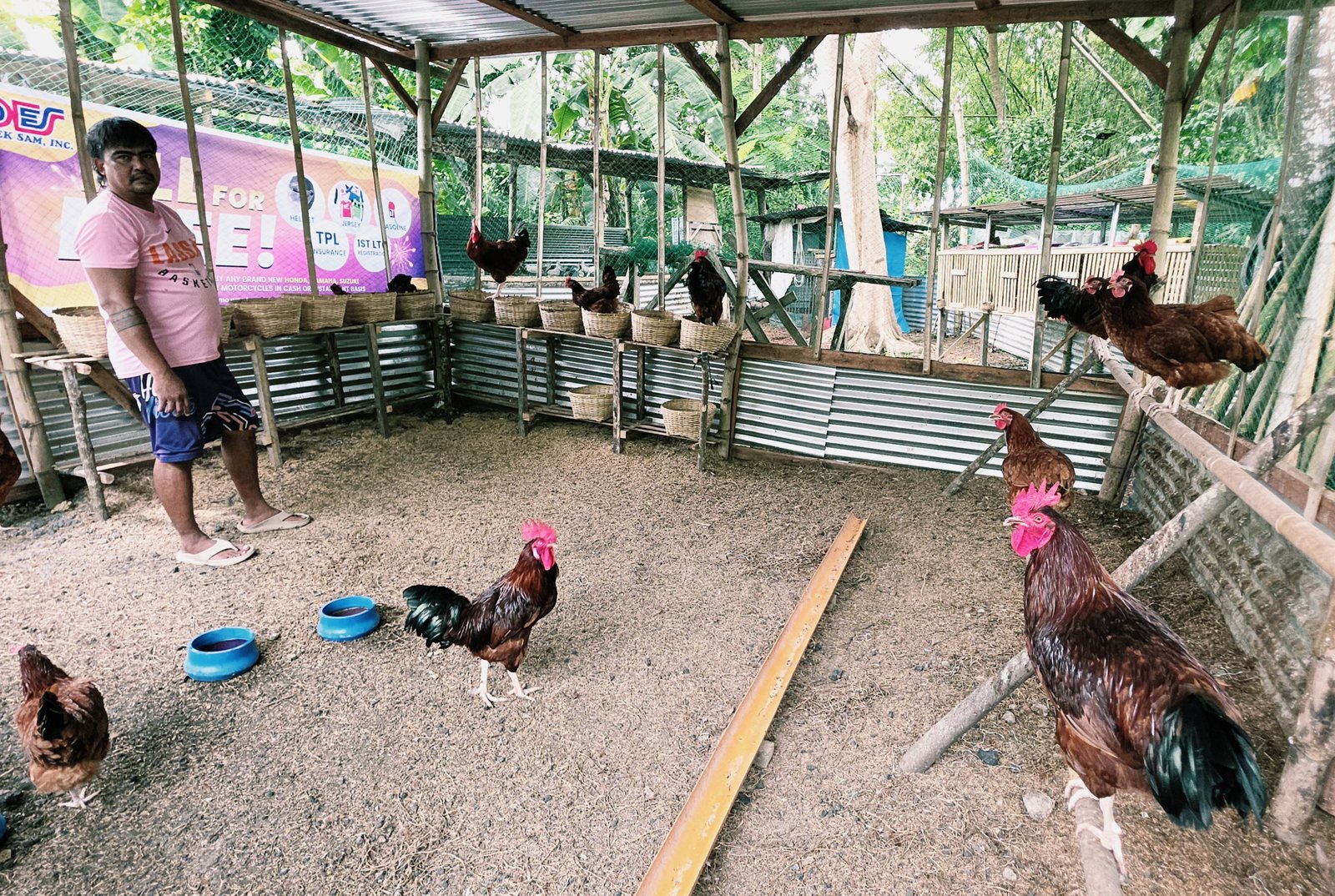 A healthy rooster from AAA Backyard Farm